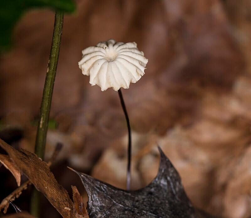 Collared Parachute - Caps