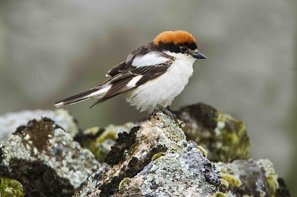 Woodchat Shrike - Extremadura, Spain