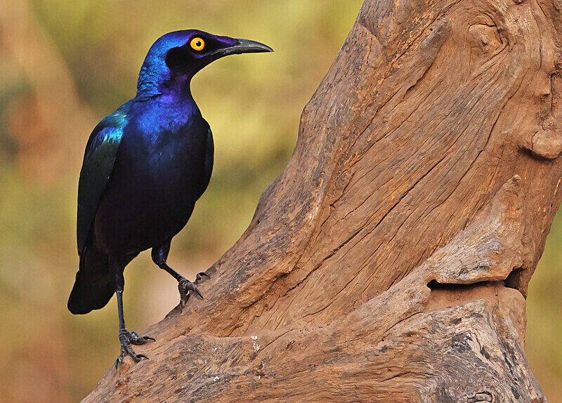 Purple Glossy Starling - The Gambia Januarry 2026