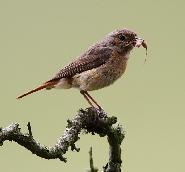 Female Common Redstart with Rat Tailed Maggot - Common & Black Redstarts