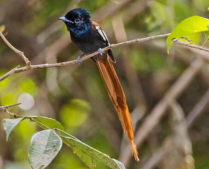 African Paradise Flycatcher - The Gambia Nov/Dec 2023