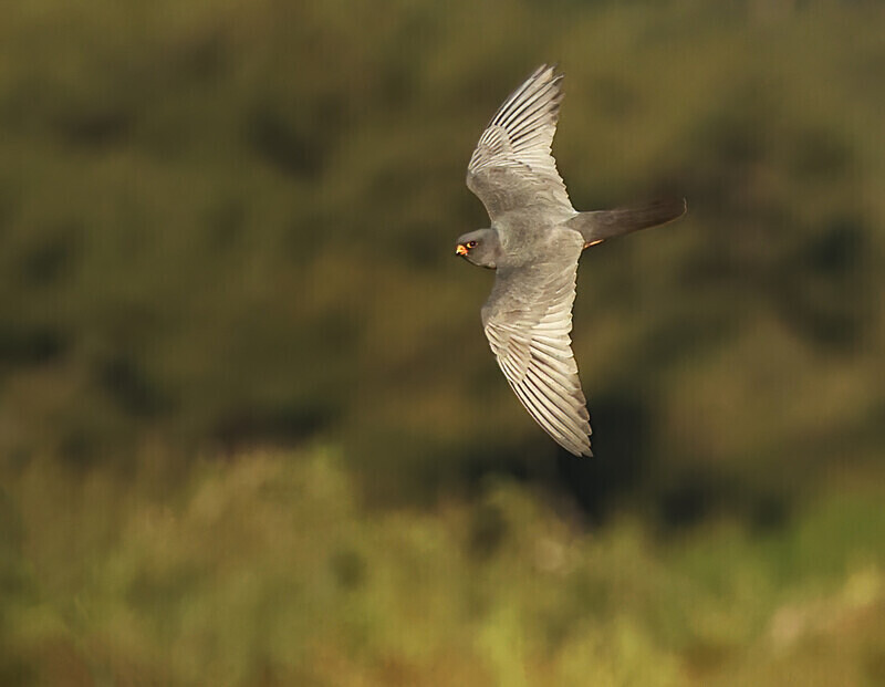 Red Footed Falcon - Lesvos 2025