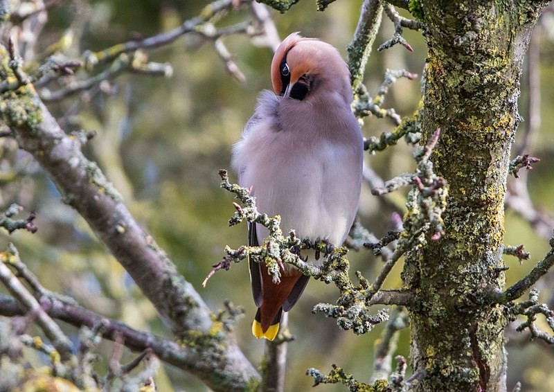 Waxwing - Cuckoos, Shrikes & Waxwings