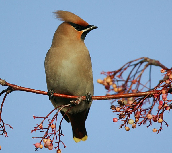 Waxwing - Cuckoos, Shrikes & Waxwings