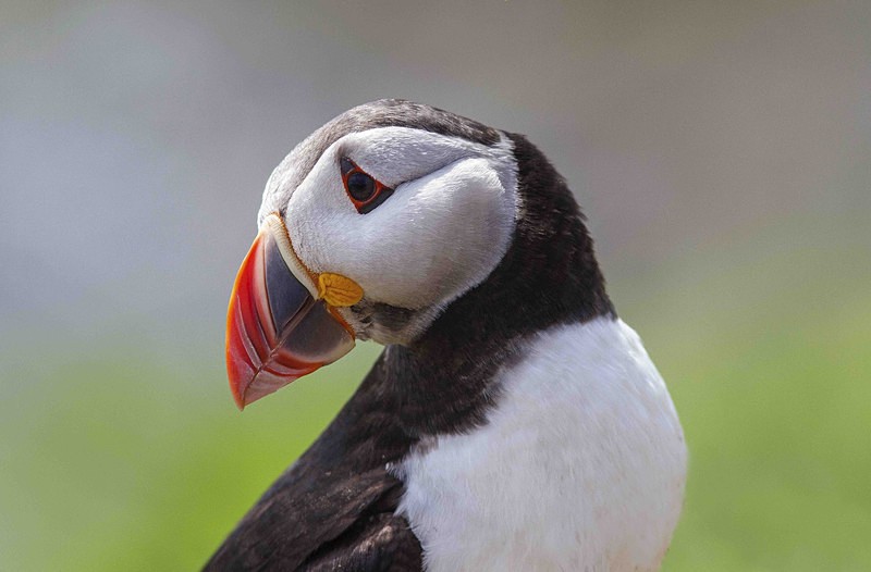 Puffin - Skomer Island July 2014