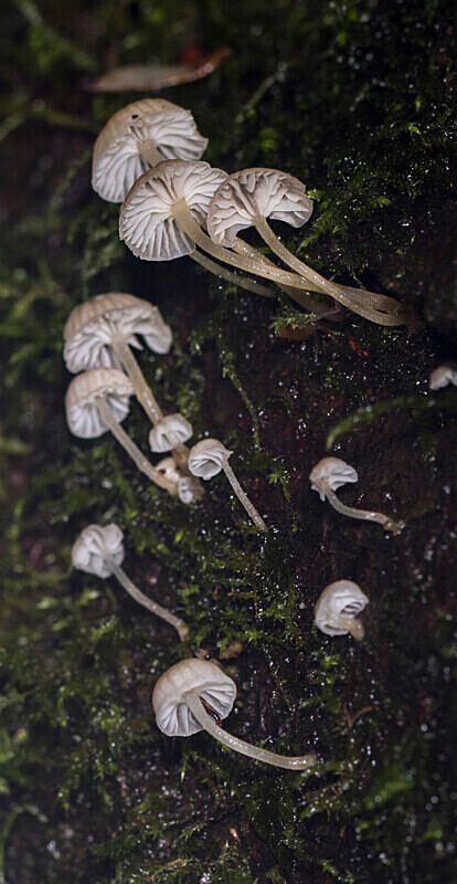 Bark Bonnet - Caps