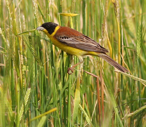Black Headed Bunting - Lesvos 2011