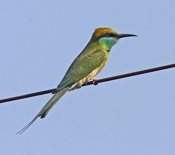 Green Bee Eater - Indian Birds