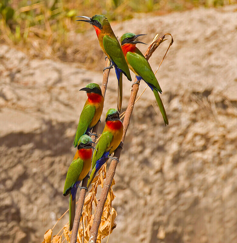 Red Throated Bee Eaters - The Gambia Nov/Dec 2023