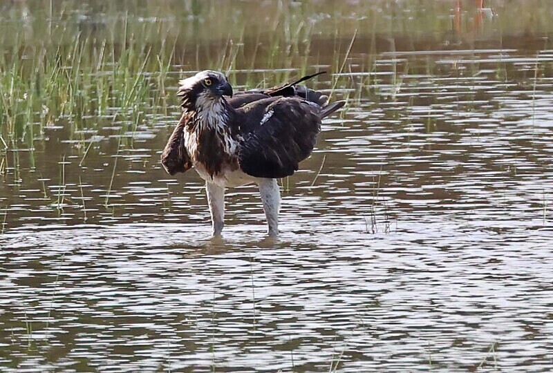 Osprey - The Gambia Januarry 2026