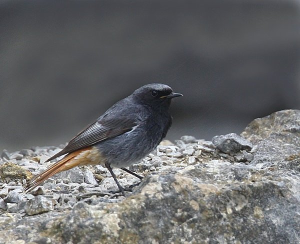 Black Redstart - Common & Black Redstarts