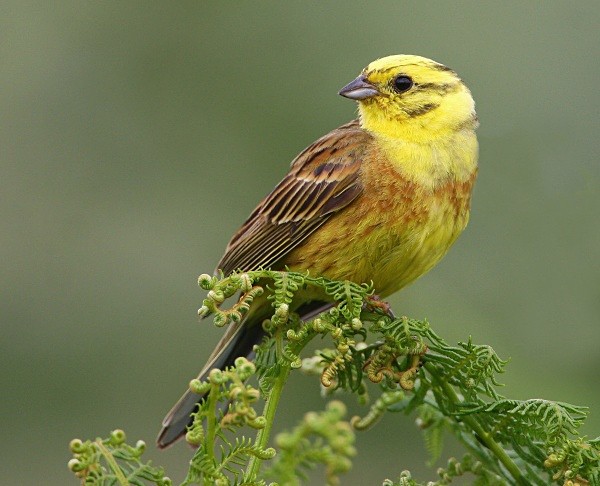 Yellowhammer - Buntings