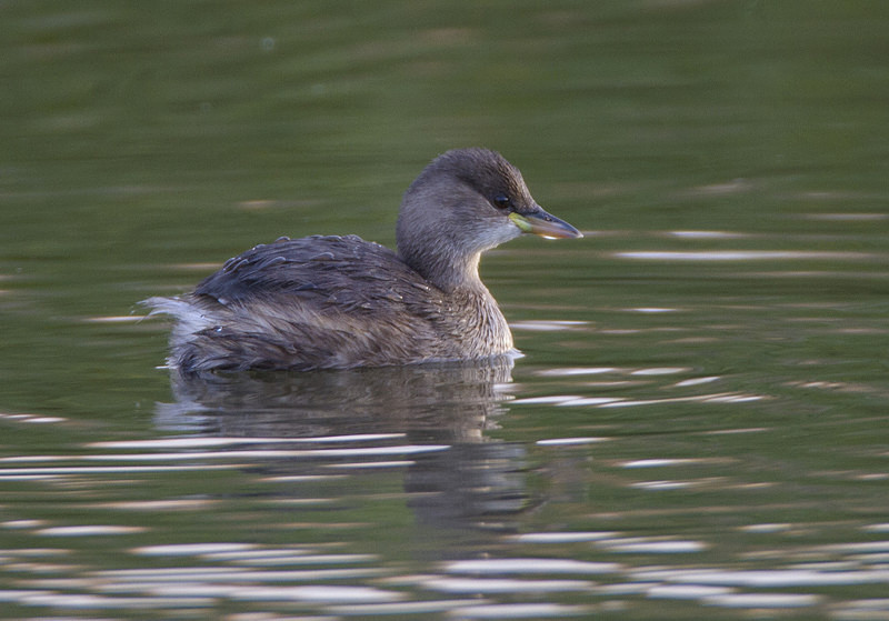 Little Grebe - Ducks, Grebes, Geese, Swans & Gulls