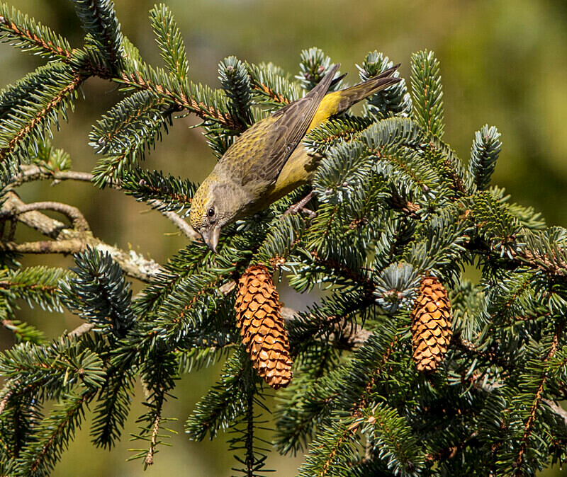 Common Crossbill - Crossbills