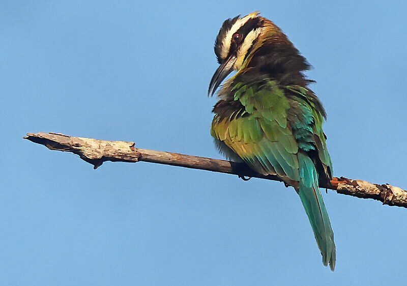 White Throated Bee Eater. - The Gambia Januarry 2026