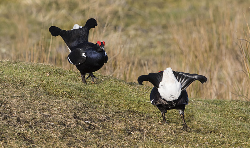 Black Grouse - Black Grouse