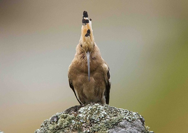 Hoopoe - Extremadura, Spain