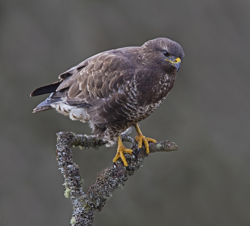 Common Buzzard - Owls, Raptors, Corvids & Doves