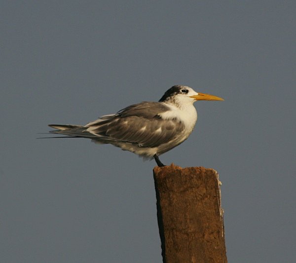 Great Crested Tern - Indian Birds