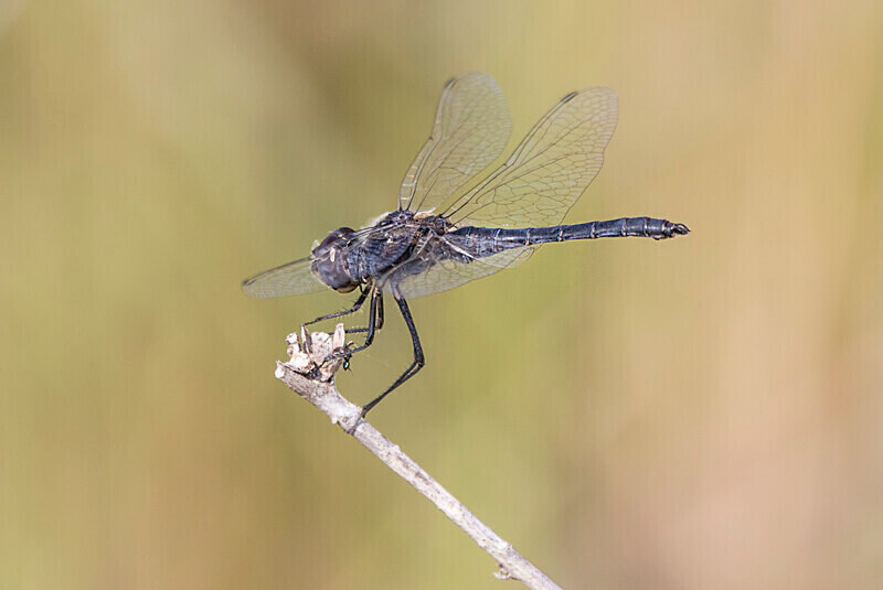 Black Pennant Dragonfly - Bulgaria and Romania 2019