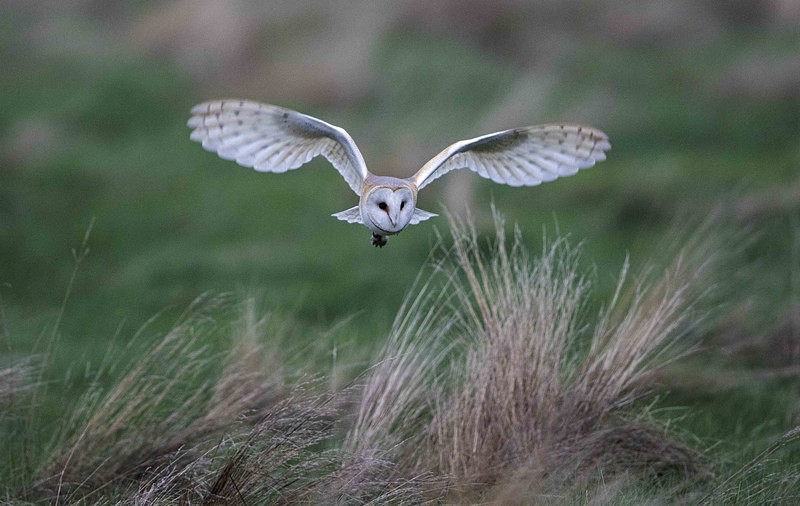 Barn Owl - Norfolk Winter 2016