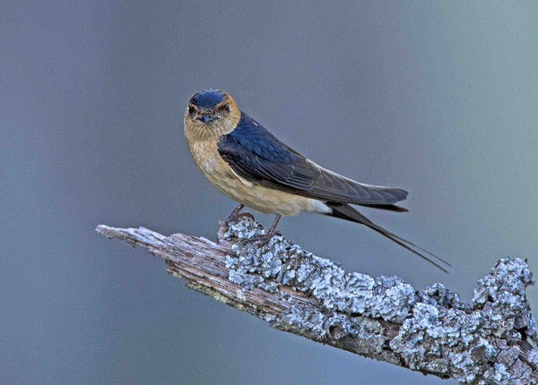 Red Rumped Swallow - Extremadura, Spain