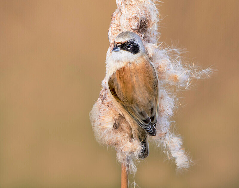 Male Penduline Tit - Crests & Tits