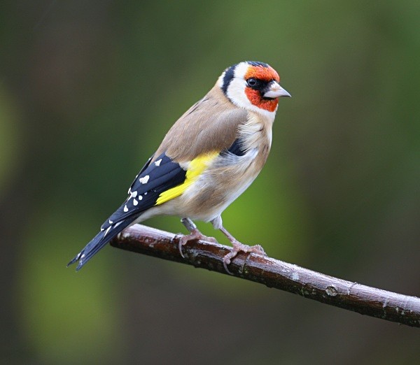 Goldfinch