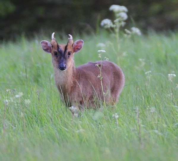 Muntjac Deer. - Norfolk, Spring 2012