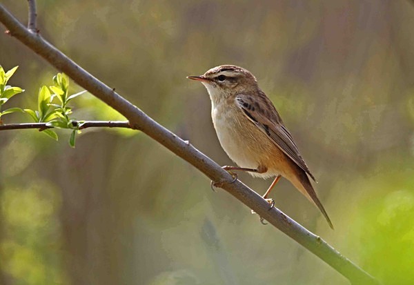Sedge Warbler - Warblers