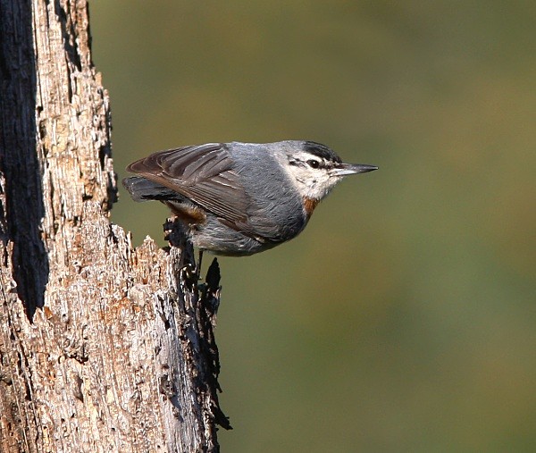 Kruper's Nuthatch - Lesvos 2011