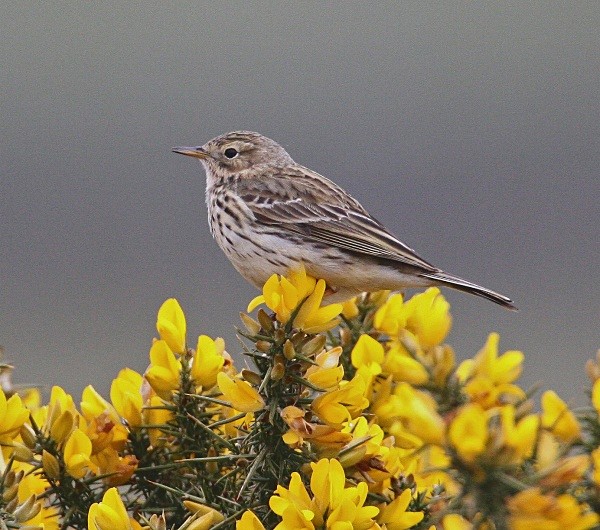 Meadow Pipit - Pipits & Larks