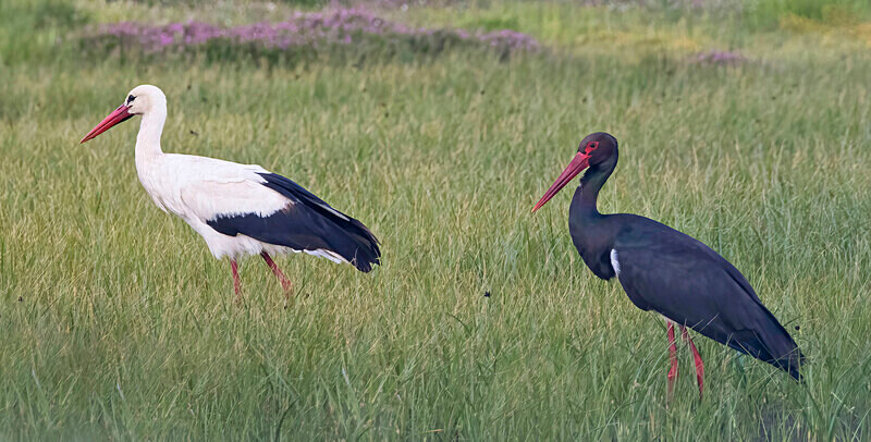 Storks. - Lesvos April/May 2023