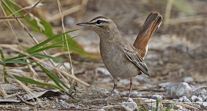 Rufous Bush Chat. - Lesvos, Spring 2017