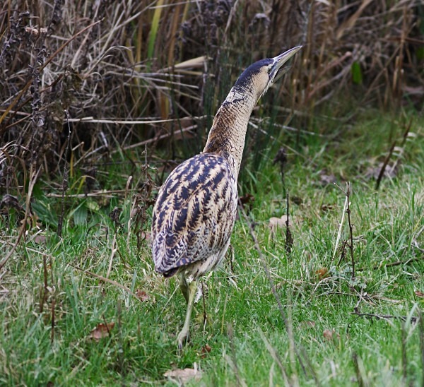 Bittern - Herons, Egrets, Rails & Divers
