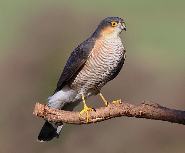 Sparrowhawk - Middlewood Nature Reserve