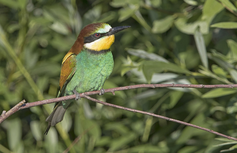 Bee Eater. - Lesvos, Spring 2017