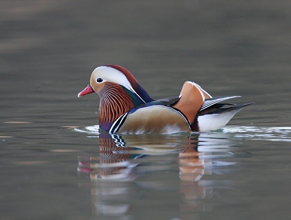Mandarin - Ducks, Grebes, Geese, Swans & Gulls