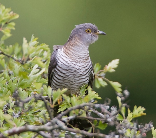 Female Cuckoo - Cuckoos