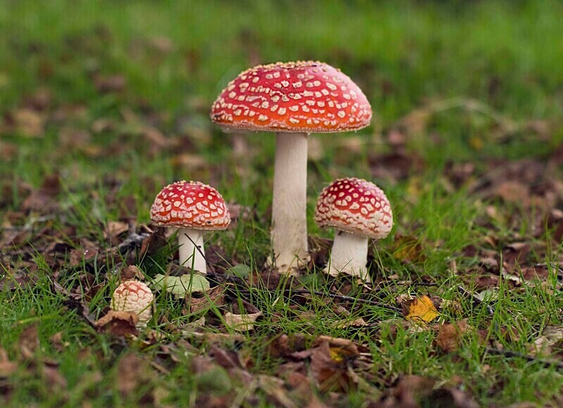 Fly Agaric - Fly Agaric