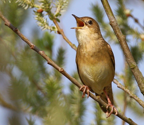 Grasshopper Warbler - Warblers
