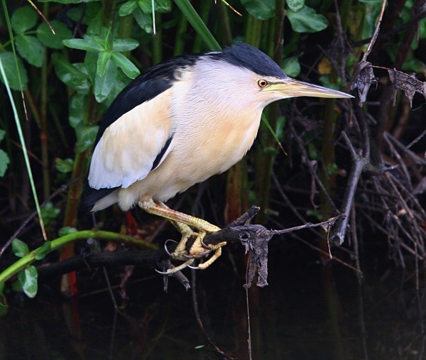 Little Bittern - Lesvos 2011
