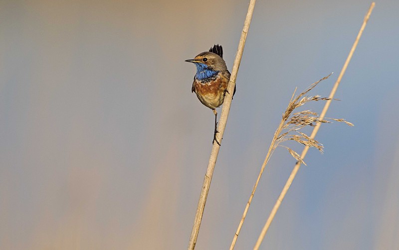 Male Bluethroat - Netherlands 2016