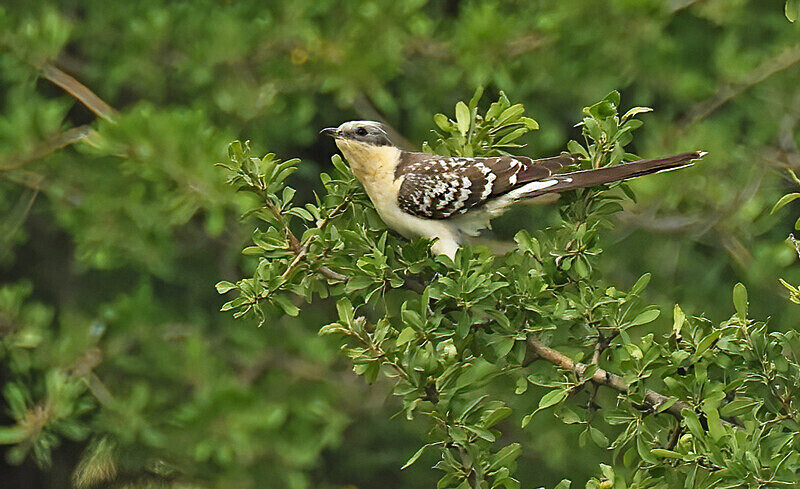 Great Spotted Cuckoo - Lesvos 2025