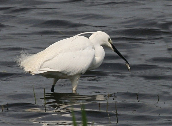 Little  Egret - Herons, Egrets, Rails & Divers