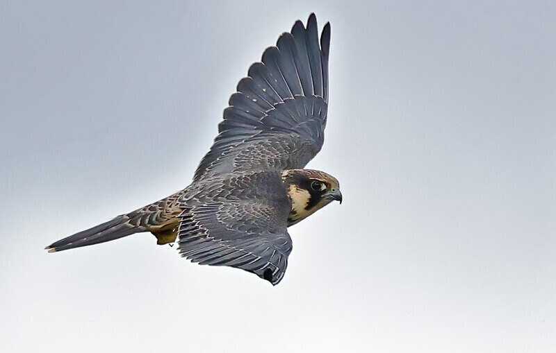 Hobby - Owls, Raptors, Corvids & Doves
