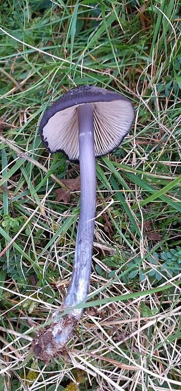 Entoloma sp