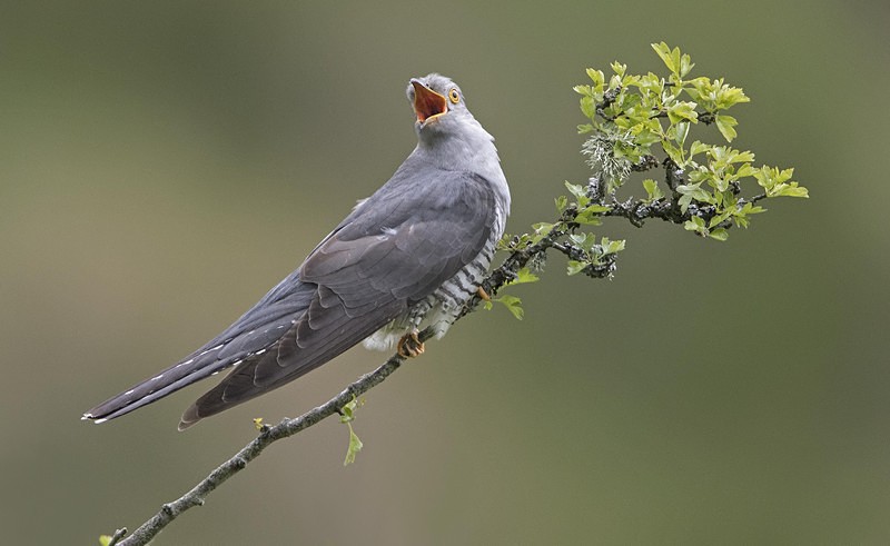 Male Cuckoo - Cuckoos