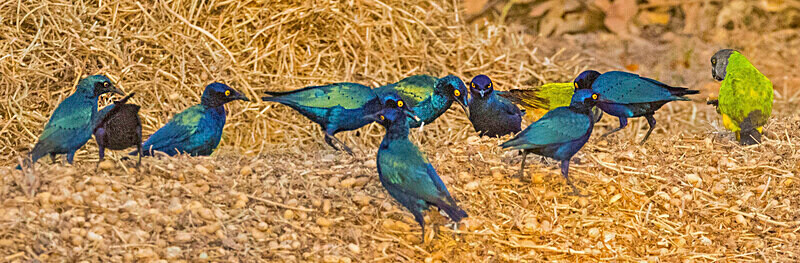 Purple Glossy Starlings - The Gambia Nov/Dec 2023