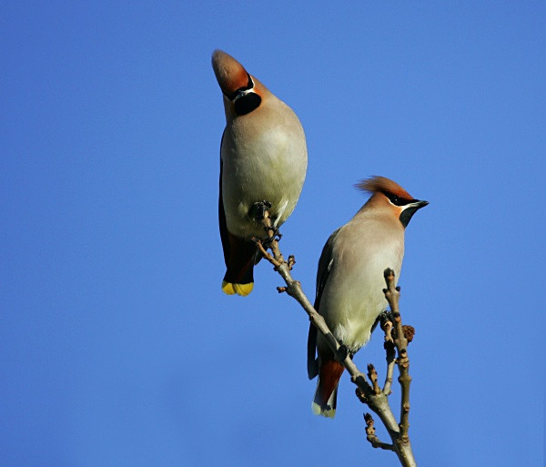 Waxwing - Cuckoos, Shrikes & Waxwings